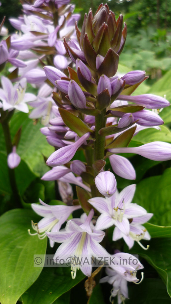 Hosta Hybride Schoene Naomi 002 Bluete.JPG